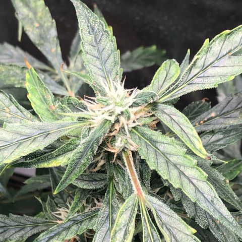 Auto Gelato #33 growlog timeline photo