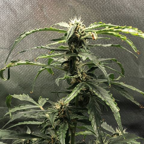 Auto Gelato #33 growlog timeline photo