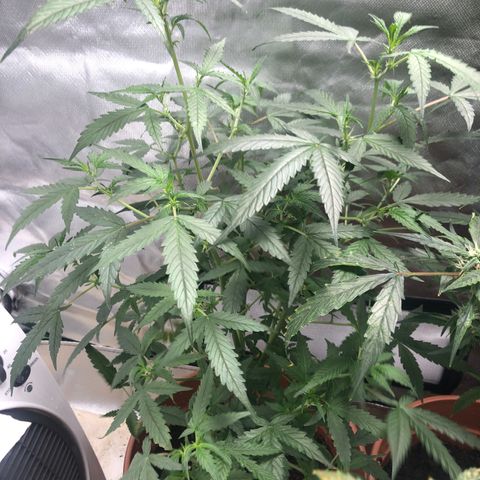 Auto Gelato #33 growlog timeline photo