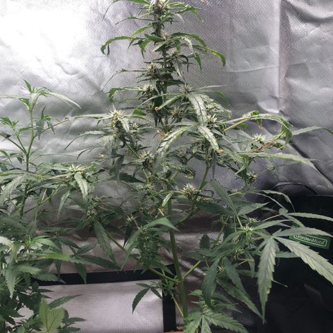 Auto Gelato #33 growlog timeline photo