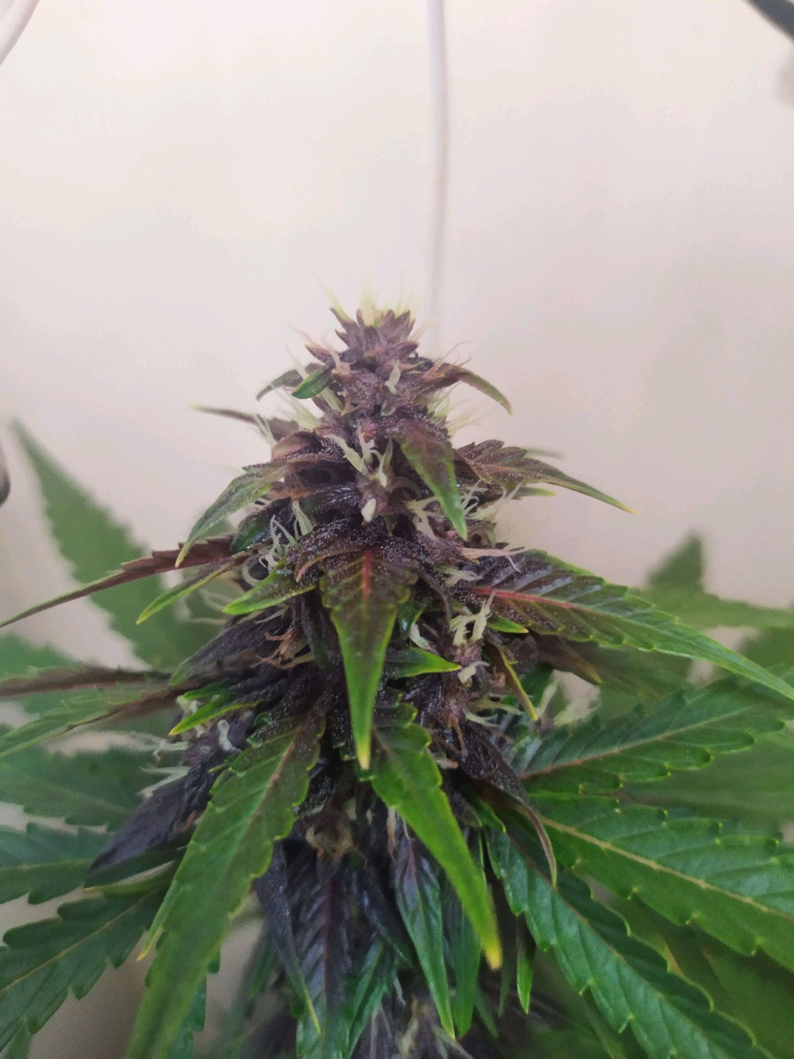 Purple Explosion CBD #1 growlog header