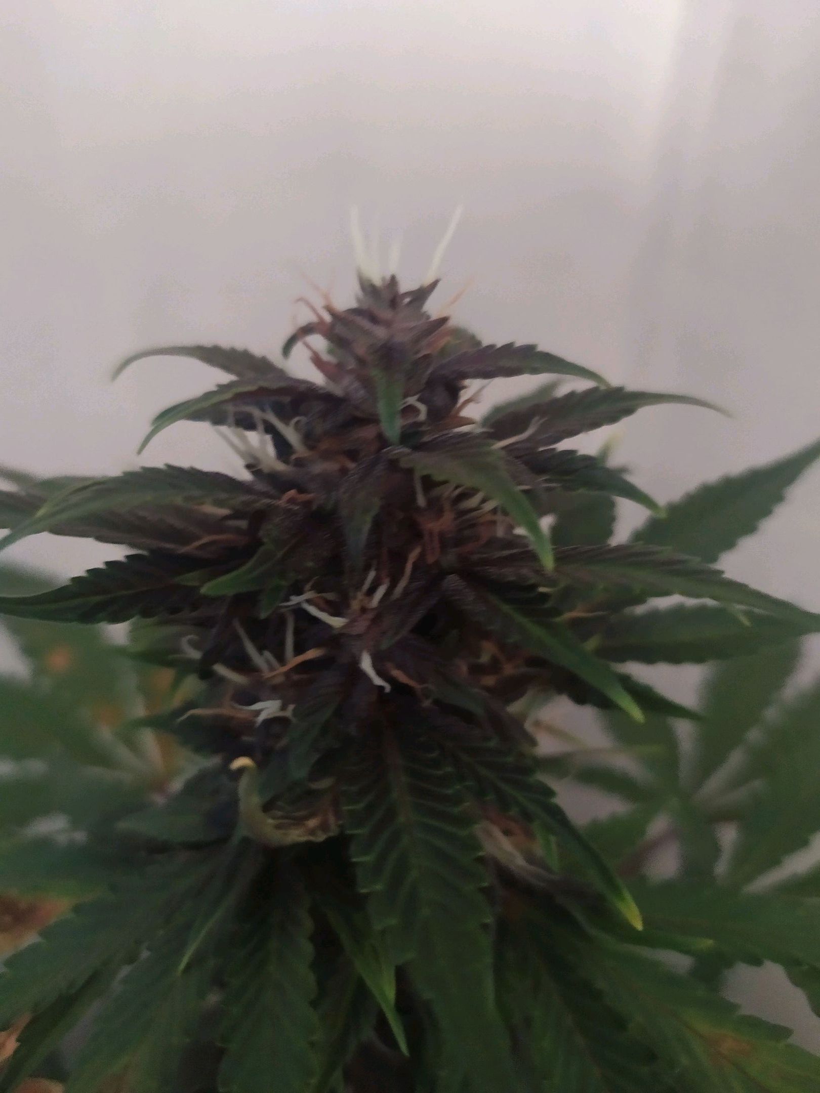 Purple Explosion CBD #2 growlog header