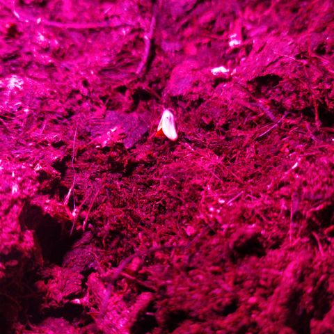 Purple Explosion CBD #2 growlog photo