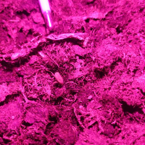 Purple Explosion CBD #1 growlog photo