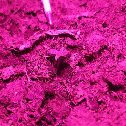 Purple Explosion CBD #1 growlog photo