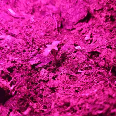 Purple Explosion CBD #2 growlog photo