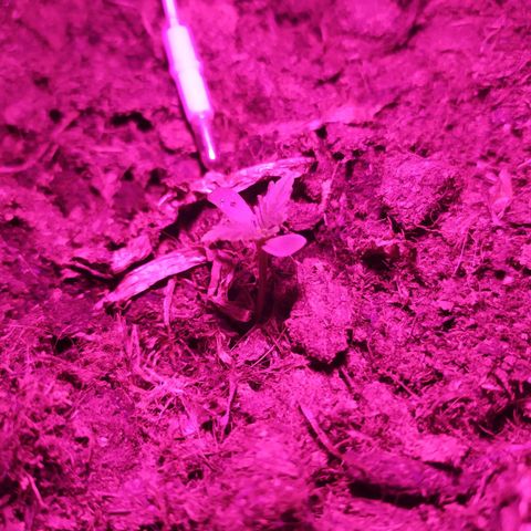 Purple Explosion CBD #1 growlog photo