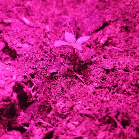 Purple Explosion CBD #2 growlog photo