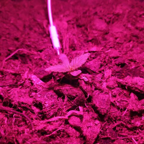 Purple Explosion CBD #1 growlog photo