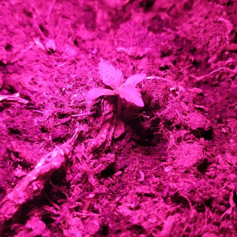 Purple Explosion CBD #2 growlog photo