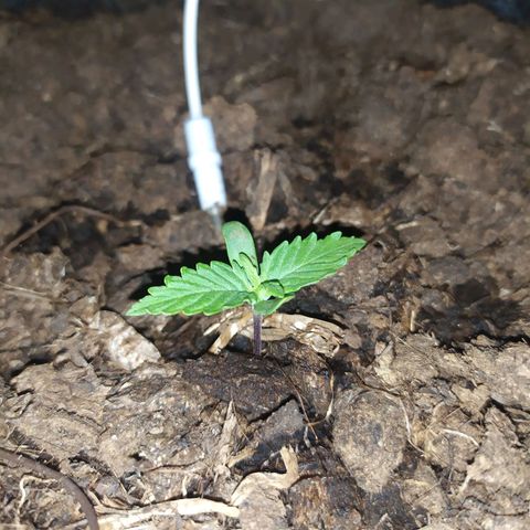 Purple Explosion CBD #1 growlog timeline photo