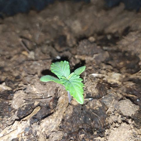 Purple Explosion CBD #2 growlog timeline photo
