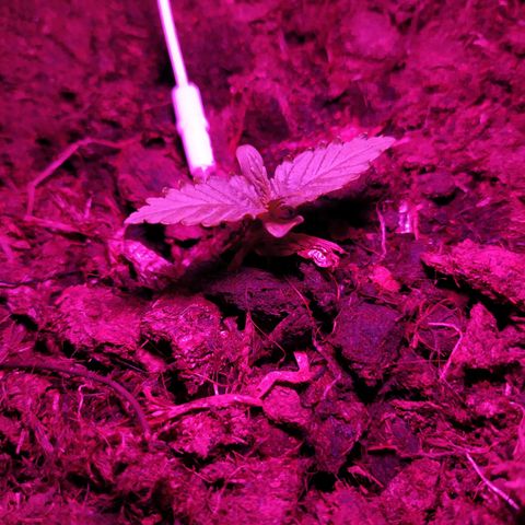 Purple Explosion CBD #1 growlog timeline photo