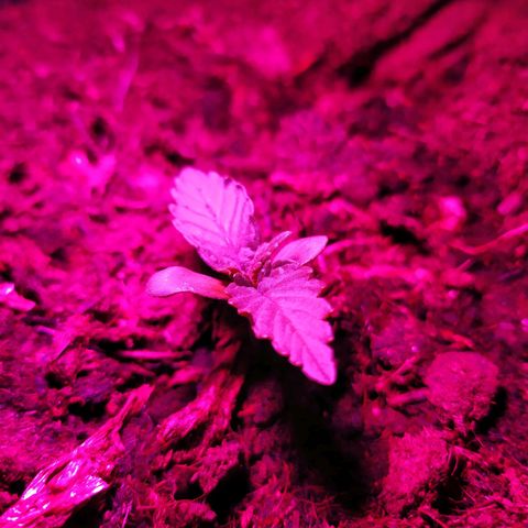 Purple Explosion CBD #2 growlog timeline photo