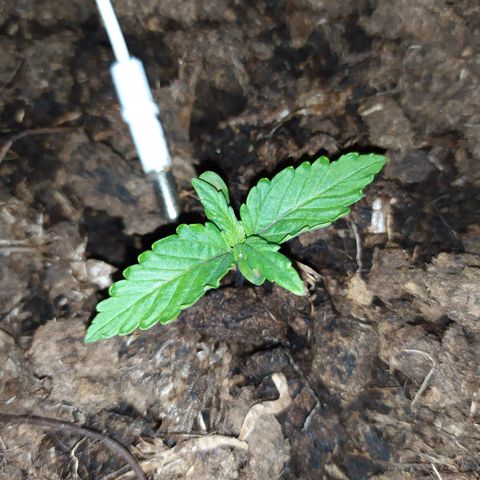 Purple Explosion CBD #1 growlog timeline photo