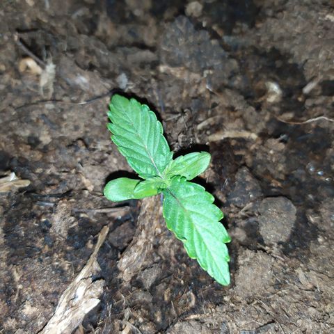 Purple Explosion CBD #2 growlog timeline photo