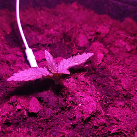 Purple Explosion CBD #1 growlog photo: Twisted leaves. Is light too close? 