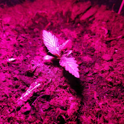 Purple Explosion CBD #2 growlog photo: Twisted leaves. Is light too close?