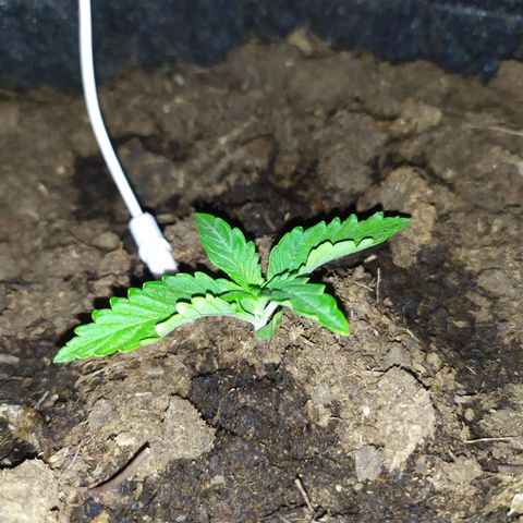 Purple Explosion CBD #1 growlog timeline photo
