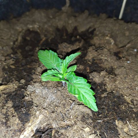 Purple Explosion CBD #2 growlog timeline photo