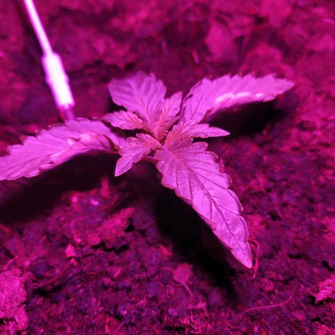 Purple Explosion CBD #1 growlog timeline photo