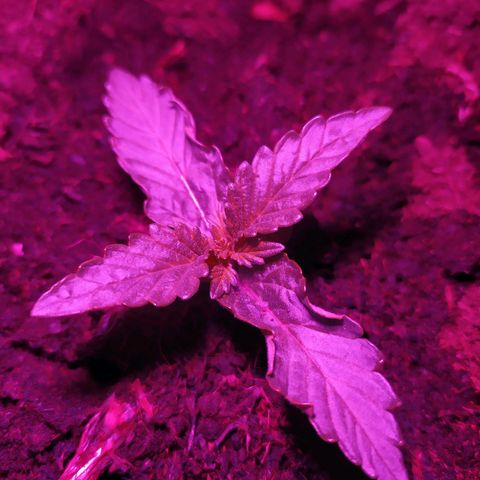Purple Explosion CBD #2 growlog timeline photo