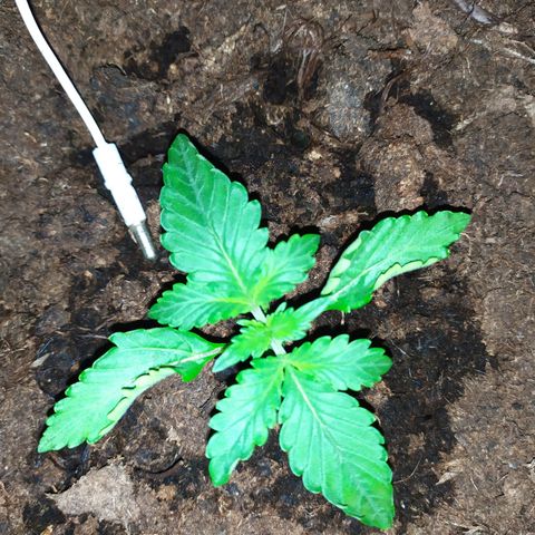 Purple Explosion CBD #1 growlog timeline photo