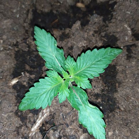 Purple Explosion CBD #2 growlog timeline photo