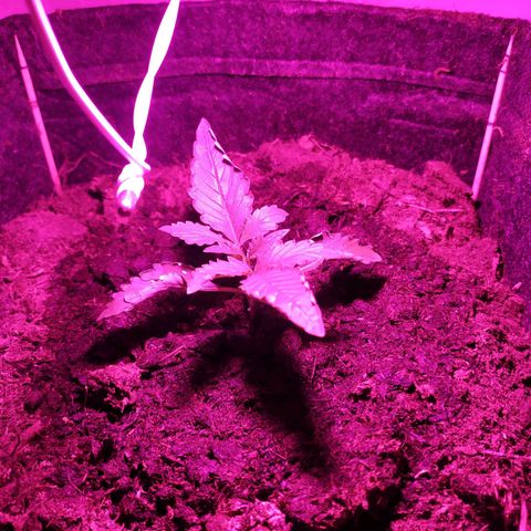 Purple Explosion CBD #1 growlog timeline photo
