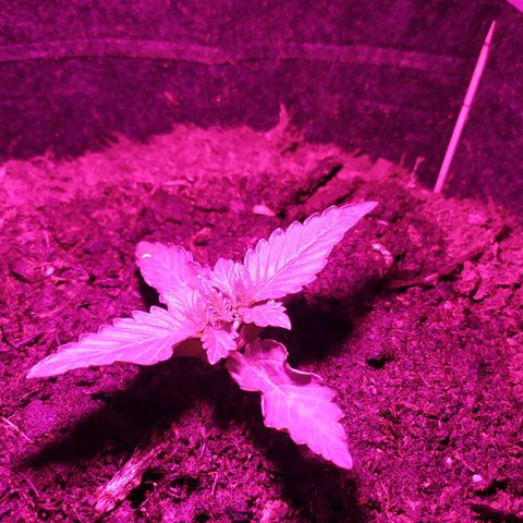 Purple Explosion CBD #2 growlog timeline photo