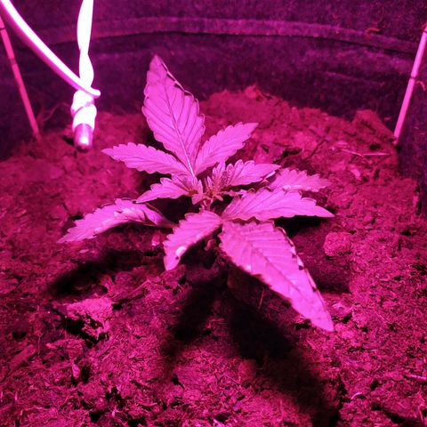 Purple Explosion CBD #1 growlog timeline photo