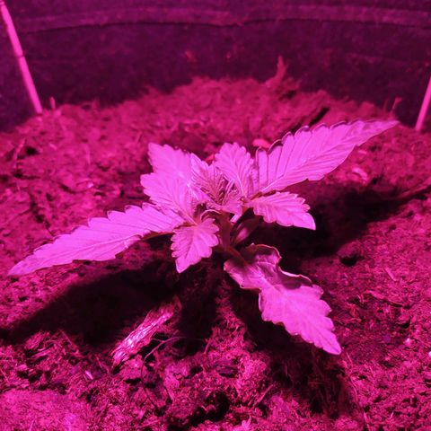 Purple Explosion CBD #2 growlog timeline photo