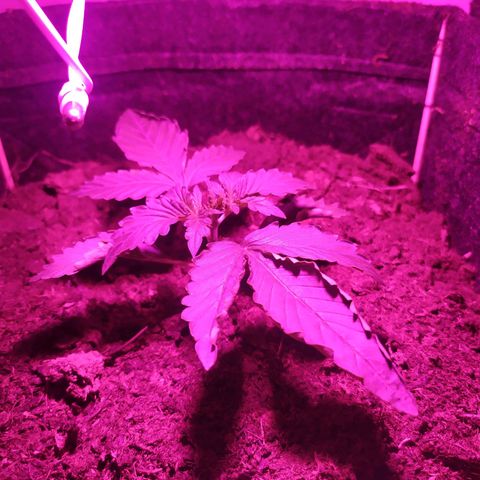 Purple Explosion CBD #1 growlog timeline photo