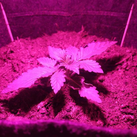Purple Explosion CBD #2 growlog timeline photo
