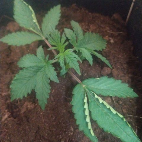 Purple Explosion CBD #1 growlog timeline photo