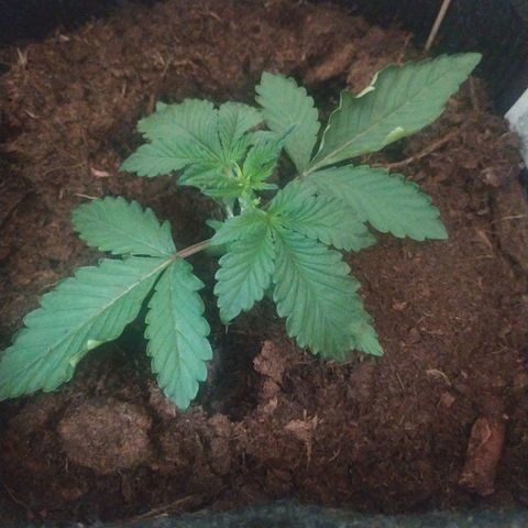 Purple Explosion CBD #2 growlog timeline photo