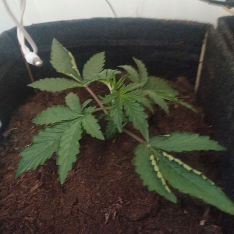 Purple Explosion CBD #1 growlog timeline photo