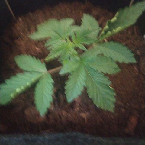 Purple Explosion CBD #2 growlog photo: Some leaves started showing brown spots at their tip. Excess nutrients? 