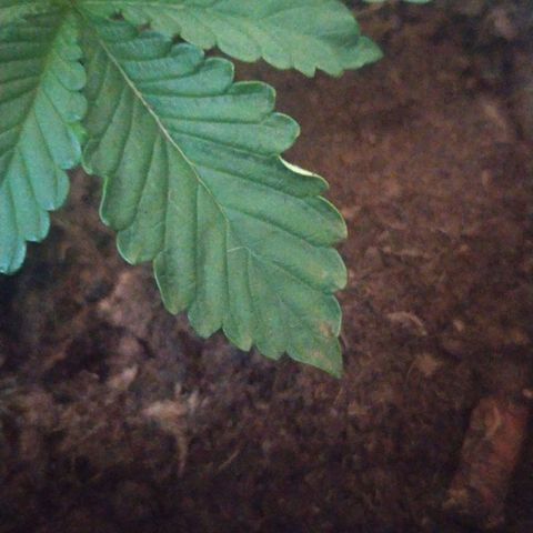Purple Explosion CBD #2 growlog photo: Some leaves started showing brown spots at their tip. Excess nutrients? 