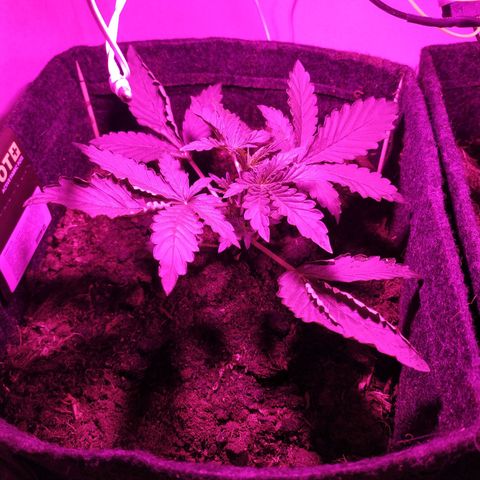 Purple Explosion CBD #1 growlog timeline photo