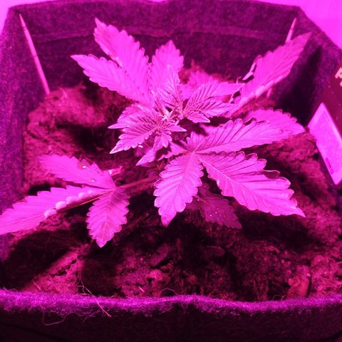 Purple Explosion CBD #2 growlog timeline photo