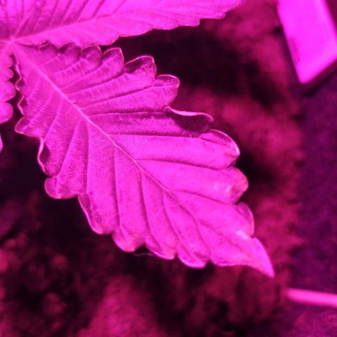 Purple Explosion CBD #2 growlog timeline photo