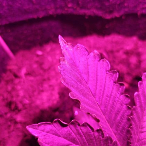 Purple Explosion CBD #2 growlog timeline photo