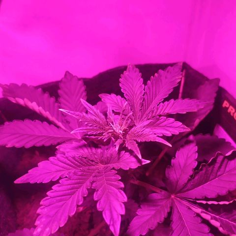 Purple Explosion CBD #2 growlog timeline photo