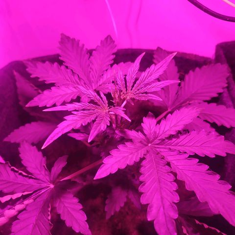 Purple Explosion CBD #1 growlog timeline photo