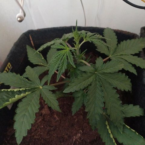 Purple Explosion CBD #1 growlog timeline photo