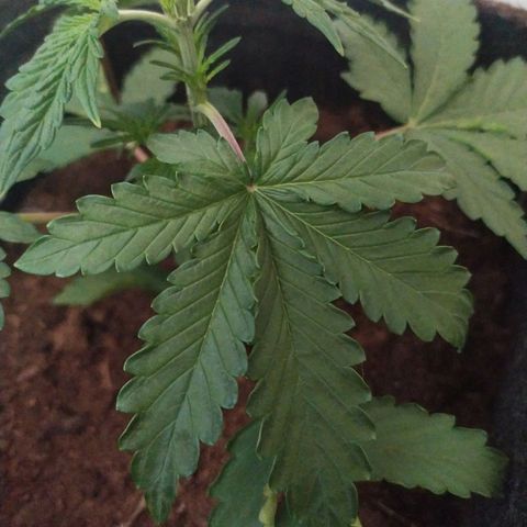 Purple Explosion CBD #1 growlog timeline photo