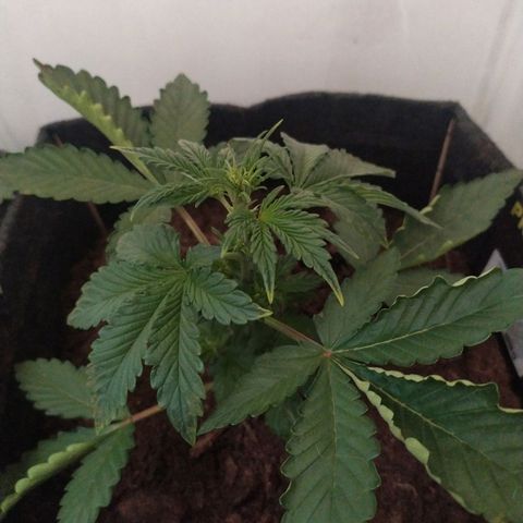 Purple Explosion CBD #2 growlog timeline photo