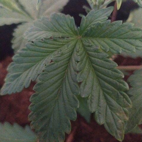 Purple Explosion CBD #2 growlog timeline photo