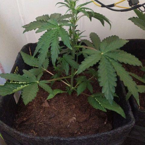 Purple Explosion CBD #1 growlog timeline photo